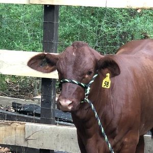 Meet your Posher, Brandy